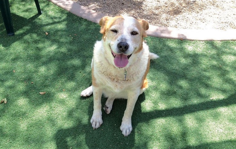 Someone to love: Bailey